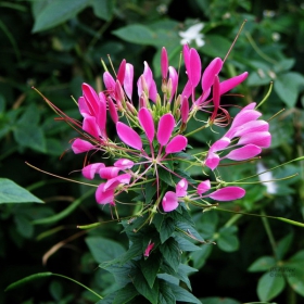 Flower in Park Oborishte