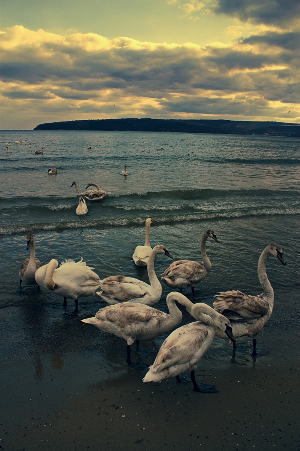 swan afternoon