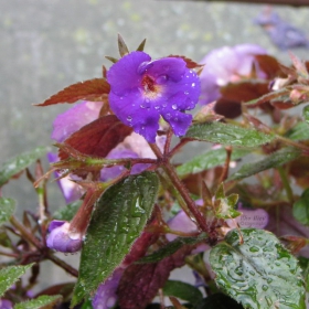 Бегония след дъжд (Begonia after Rain)