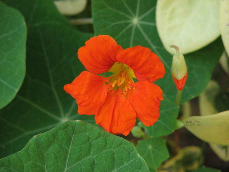 Латинка (Indian cress)