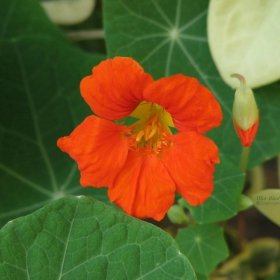 Латинка (Indian cress)