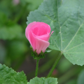 Цвете в градината (Flower in Home Garden)