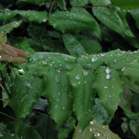 След утринен дъжд в Докторската градина (After morning Rain in Garden)