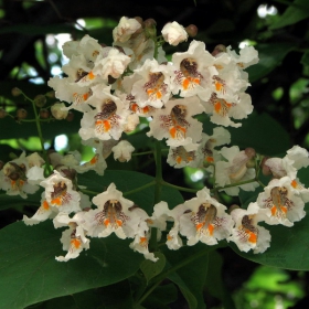 Индийско бобово дърво - цвят (Indian Bean Tree Blossom)