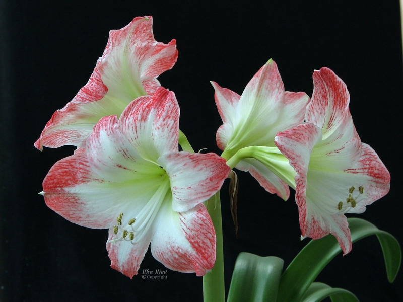 Oriental white Lily