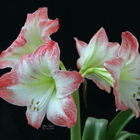 Oriental white Lily