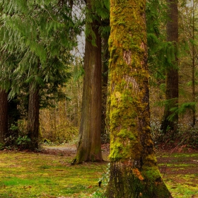 Washington State Forest I