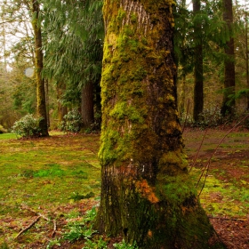 Washington State Forest II