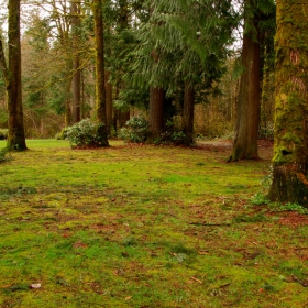 Washington State Forest III