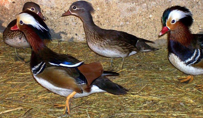 Мандаринки