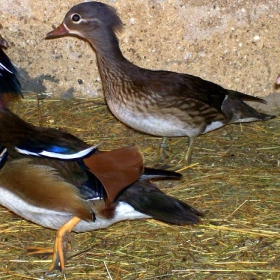 Мандаринки