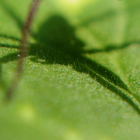 Spider's shadow