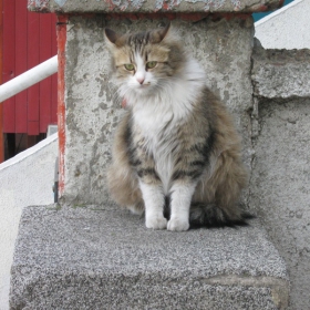 Котка (Felis catus), улична подобрена