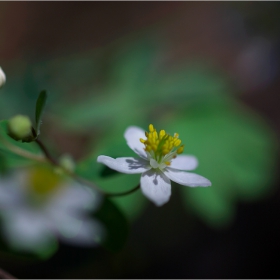 Spring DOF ...