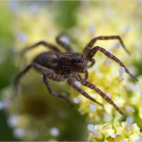 Spider tale ...