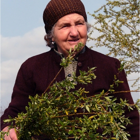 Върбови клонки за празника