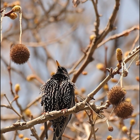 Обикновен скорец (Sturnus vulgaris)....