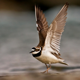 charadrius dubius