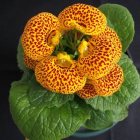 Calceolaria hibrid