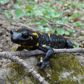 Дъждовник, огнена (петниста) саламандра / Salamandra salamandra