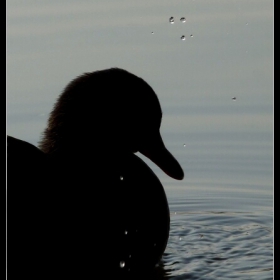 Melody of early-evening