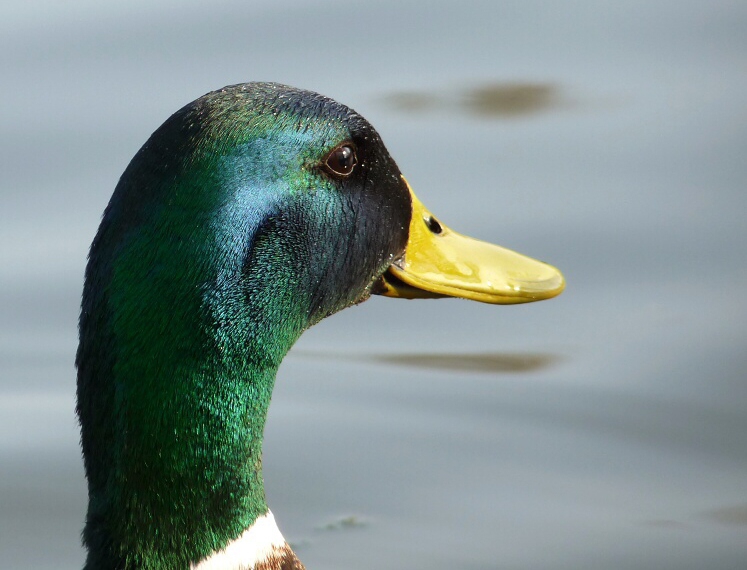 Side face