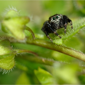 Araneae...