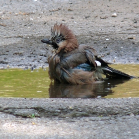 Garrulus glandarius - сойка