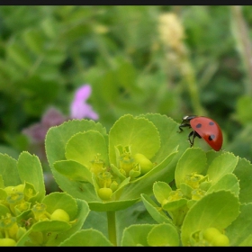 helleborus & coccinellidae