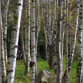 Betula alba...