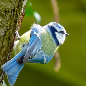 Parus caeruleus