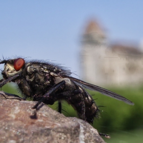 Fly Dragon's Kingdom