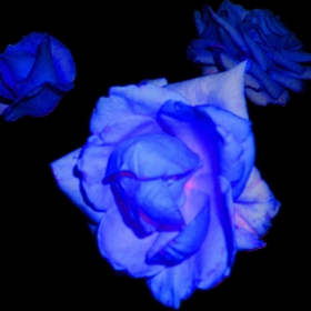 blue rose