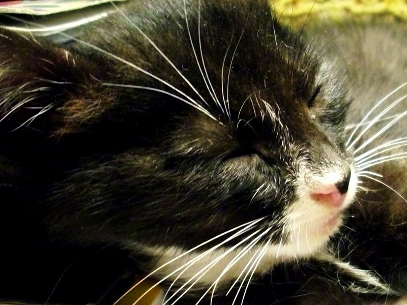 cat