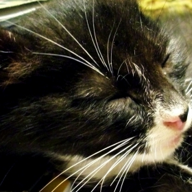 cat