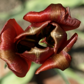 Лале, Tulipa