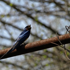 Селска лястовица, Hirundo rustica