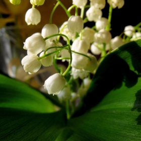 lilly of the valley