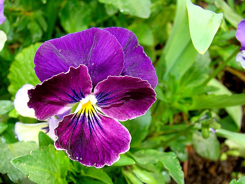 Purple