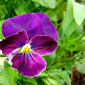 Purple