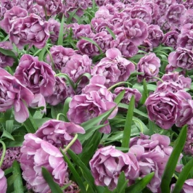 Keukenhof