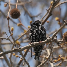 Обикновен скорец (Sturnus vulgaris)....