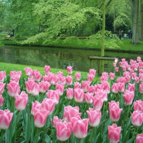 След  дъжда  (Keukenhof)