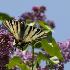 Лястовича опашка (Iphiclides podalirius)