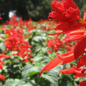 red field