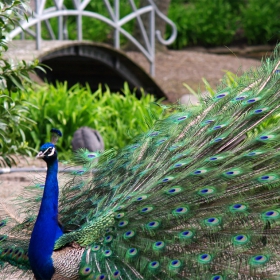 The colours of the  peacock...