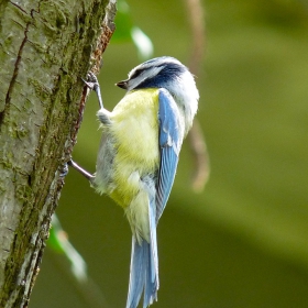 Parus caeruleus