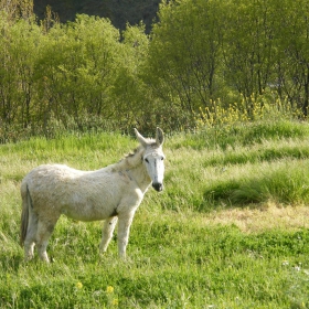 Бяло на зелено  -  Blanco sobre verde