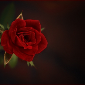 една червена роза....