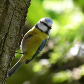 Parus caeruleus - син синигер